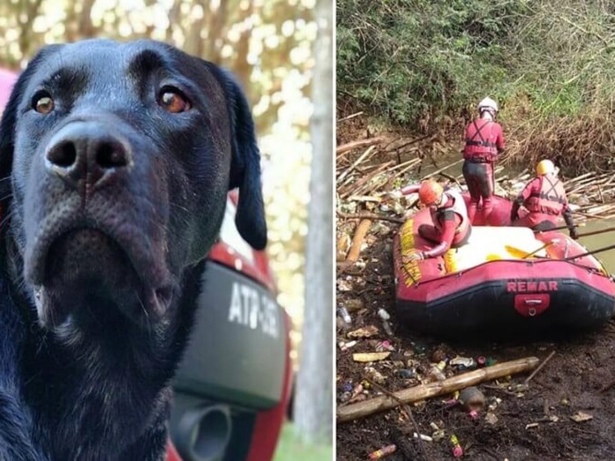 VÍDEO: Bombeiro que trabalhou em Brumadinho mostra resgate emocionante de  cão