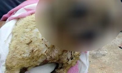 Cachorra morre após ser queimada com ácido