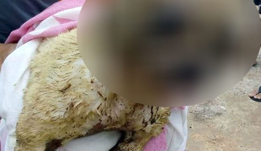Cachorra morre após ser queimada com ácido