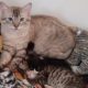 Gato abrigou mais de 10 filhotes de rua em Jundiaí