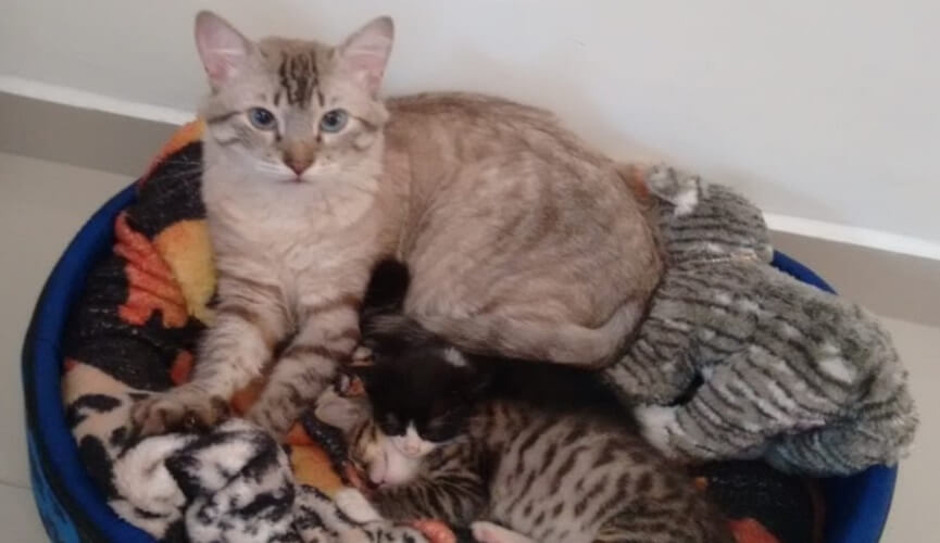 Gato abrigou mais de 10 filhotes de rua em Jundiaí