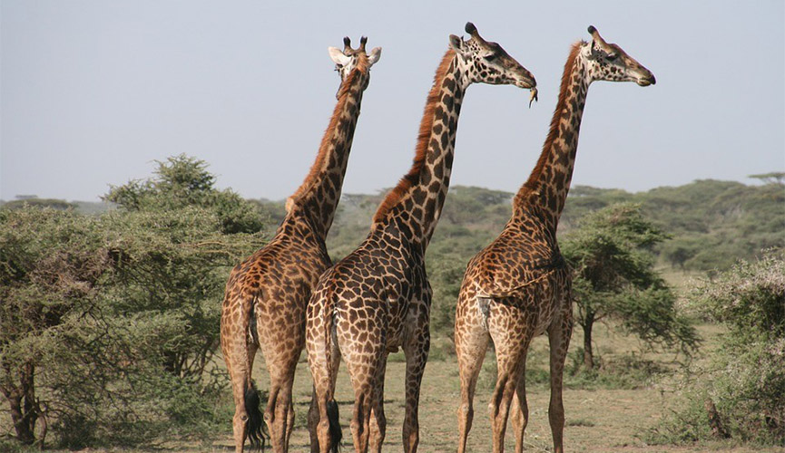 ONGs lutam há dois anos para incluir a espécie na lista de extinção (Foto: Pixabay)
