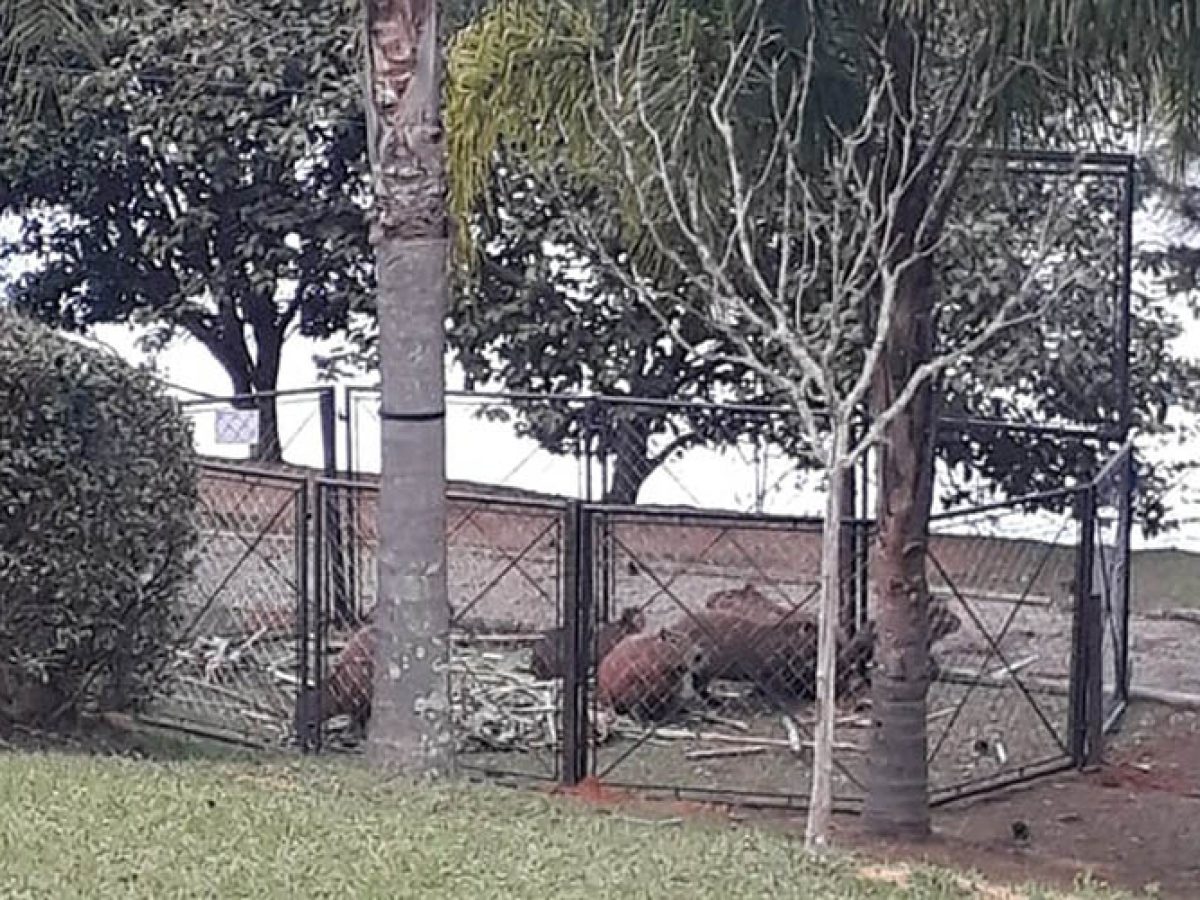 Capivara de quase 70 kg é capturada em condomínio de Jundiaí