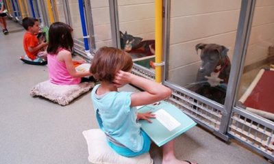 Crianças leem livros para cães que sofreram traumas e os ajudam a interagir com humanos