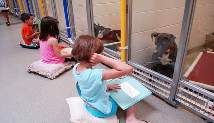 Crianças leem livros para cães que sofreram traumas e os ajudam a interagir com humanos