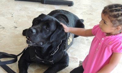 Cão Black volta ao Hospital Universitário para ‘Cãoterapia’ nesta terça-feira