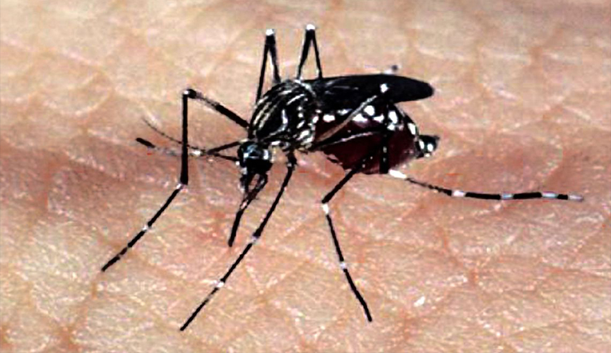 São Paulo tem 267,6 mil casos de dengue este ano