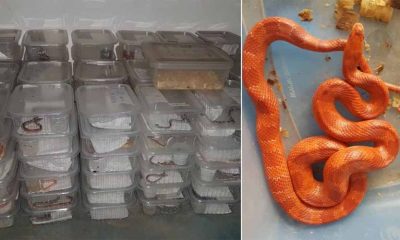 191 serpentes exóticas apreendidas pelo Ibama chegam a Jundiaí