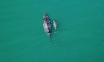 Biólogos registram baleia jubarte e seu 'bebê' em Ilhabela