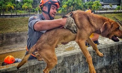 Bombeiros resgatam cachorro que caiu no Rio Jundiaí