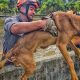 Bombeiros resgatam cachorro que caiu no Rio Jundiaí