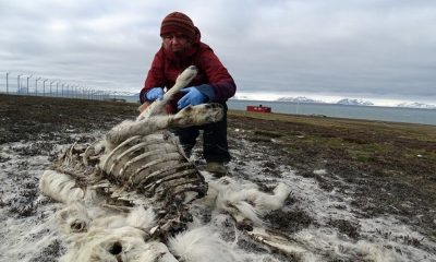 Com a mudança climática no Ártico, mais de 200 renas morrem de fome