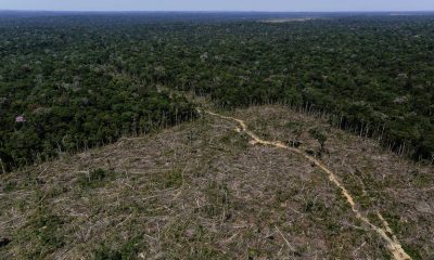Cresce o desmatamento na Amazônia
