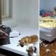 Dona de Chico, cão que viralizou na web, ganha novo colchão