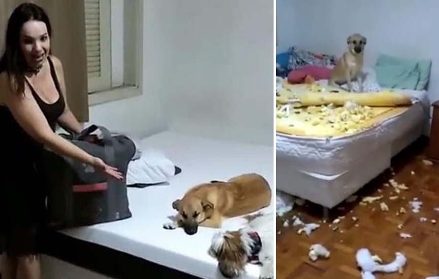 Dona de Chico, cão que viralizou na web, ganha novo colchão