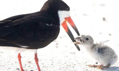 Fotógrafa captura pássaro alimentando filhote com bituca de cigarro