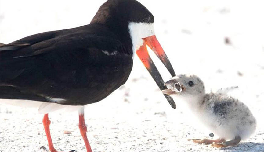 Fotógrafa captura pássaro alimentando filhote com bituca de cigarro