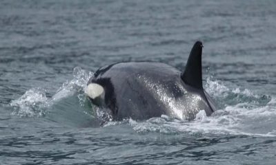 Grupo de orcas é flagrado em Ilhabela, no litoral norte de SP