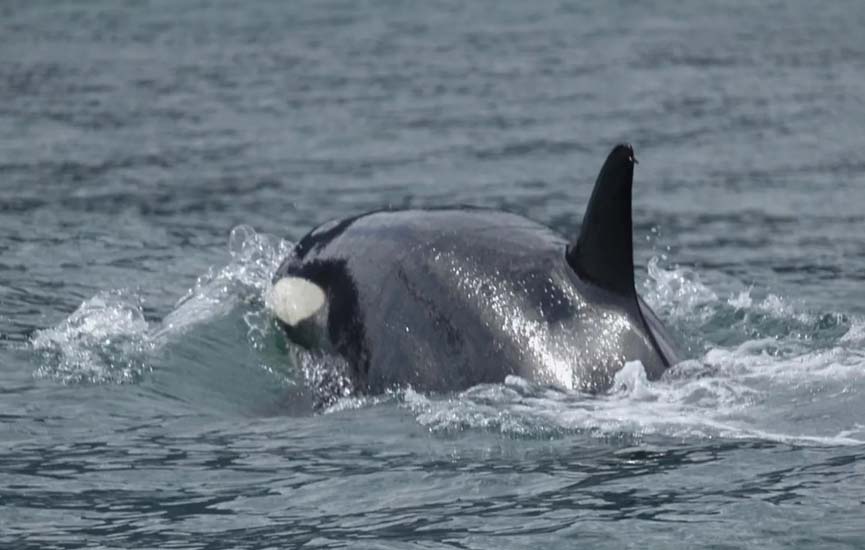 Grupo de orcas é flagrado em Ilhabela, no litoral norte de SP