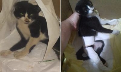 Jovem faz vaquinha para pagar cirurgia de gata que foi espancada em Jundiaí