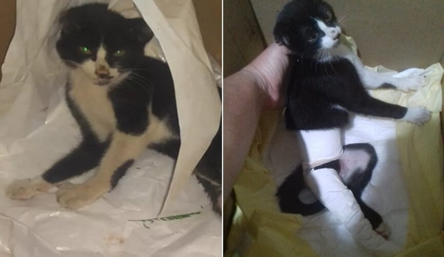 Jovem faz vaquinha para pagar cirurgia de gata que foi espancada em Jundiaí