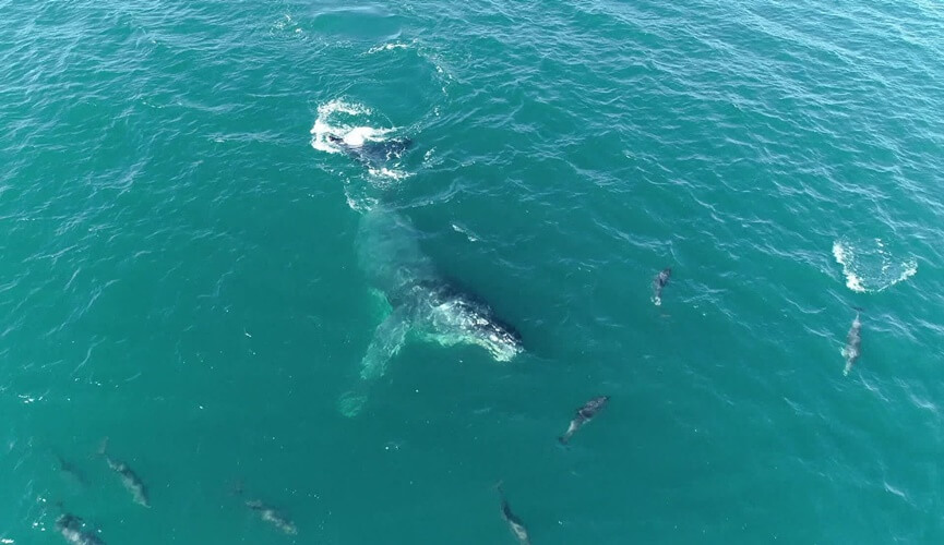 Golfinhos acompanharam o barco dos pesquisadores e, durante o passeio, ainda encontraram uma baleia Jubarte e brincaram com ela em alto mar (Foto: Reprodução/TV Globo)
