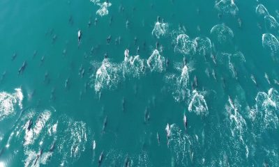 Mais de 500 golfinhos são vistos no mar da praia de Copacabana