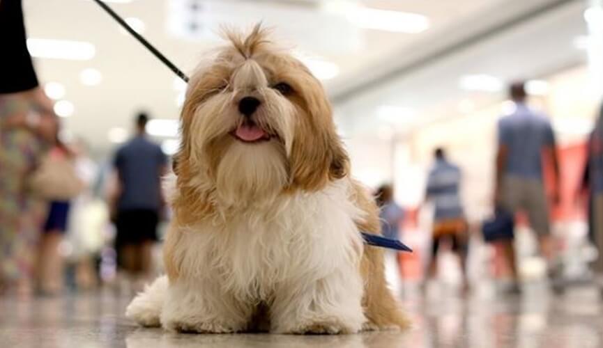 Maxi Shopping Jundiaí agora é ‘Pet Friendly’