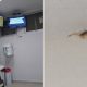 Paciente encontra dois escorpiões em hospital de Jundiaí