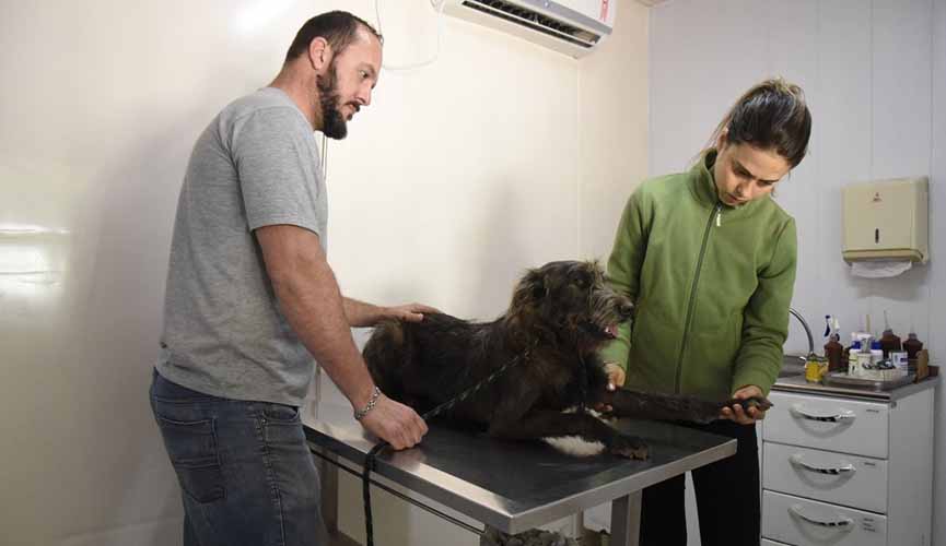 Prefeitura realiza 150 atendimentos veterinários gratuitos por mês