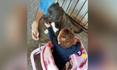 bebê de um ano morre após ataque de pitbull