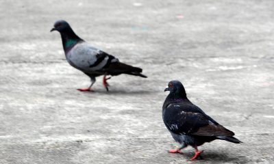 Cidade aprova projeto para combater pombos