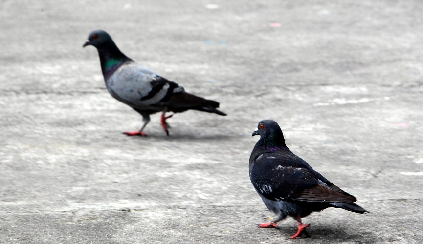 Cidade aprova projeto para combater pombos