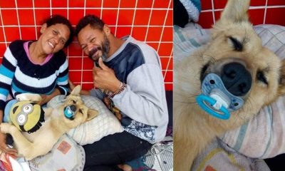 Cão de moradores de rua viraliza na web ao dormir com chupeta