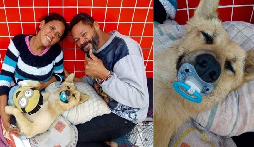 Cão de moradores de rua viraliza na web ao dormir com chupeta