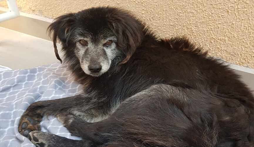 Família reencontra cachorro 10 anos após animal fugir de casa