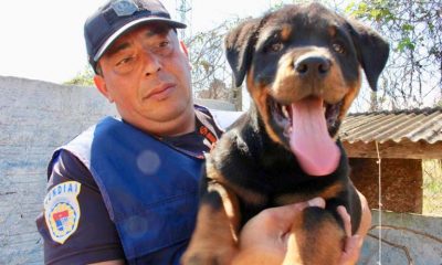 Guarda Municipal treina nova geração de cães para trabalho nas ruas de Jundiaí