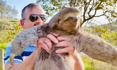 Morador de Louveira salva bicho-preguiça em rodovia