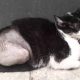 Tutor de gatinho atropelado em Jundiaí pede ajuda com gastos em cirurgia