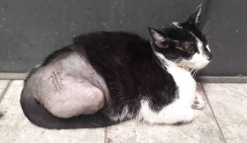 Tutor de gatinho atropelado em Jundiaí pede ajuda com gastos em cirurgia