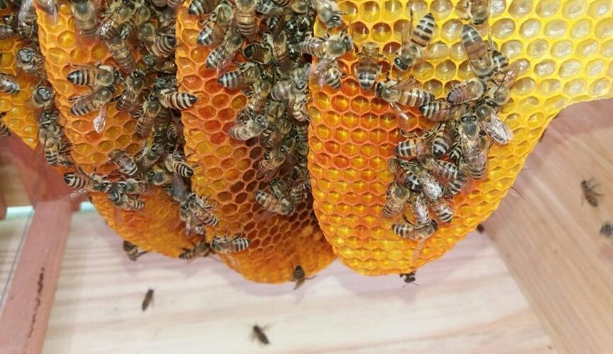 Jarinu perde 5 mil quilos de mel por uso de agrotóxicos