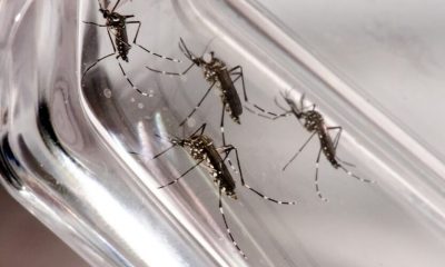 Jundiaí registra primeira morte por dengue em 2019