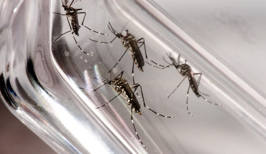 Jundiaí registra primeira morte por dengue em 2019