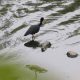 Mais saudável, rio Jundiaí volta a ter peixes, garças e outros pássaros