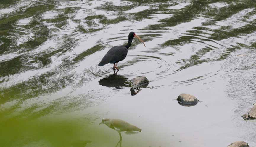 Mais saudável, rio Jundiaí volta a ter peixes, garças e outros pássaros