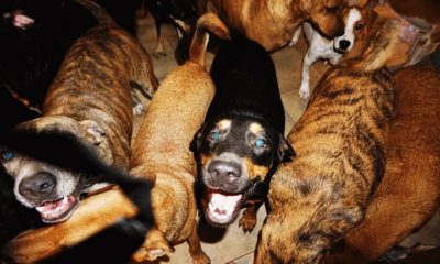 Mulher abriga quase 100 cachorros de rua para protegê-los do furacão Dorian