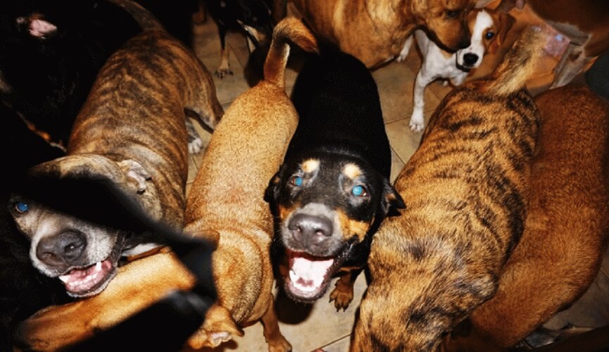 Mulher abriga quase 100 cachorros de rua para protegê-los do furacão Dorian