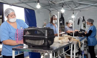 Mutirão de castração beneficia mais de 300 animais em Várzea Paulista