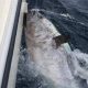 Pescadores fisgam atum azul avaliado em R$ 14 milhões, mas o devolvem ao mar