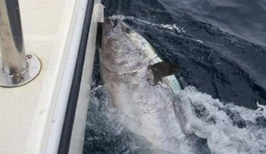Pescadores fisgam atum azul avaliado em R$ 14 milhões, mas o devolvem ao mar